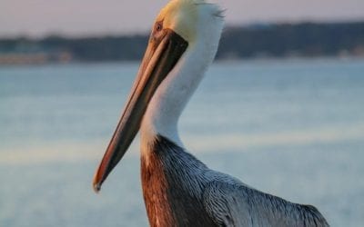 Northern Gulf Coast Birds