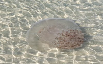 Jellyfish